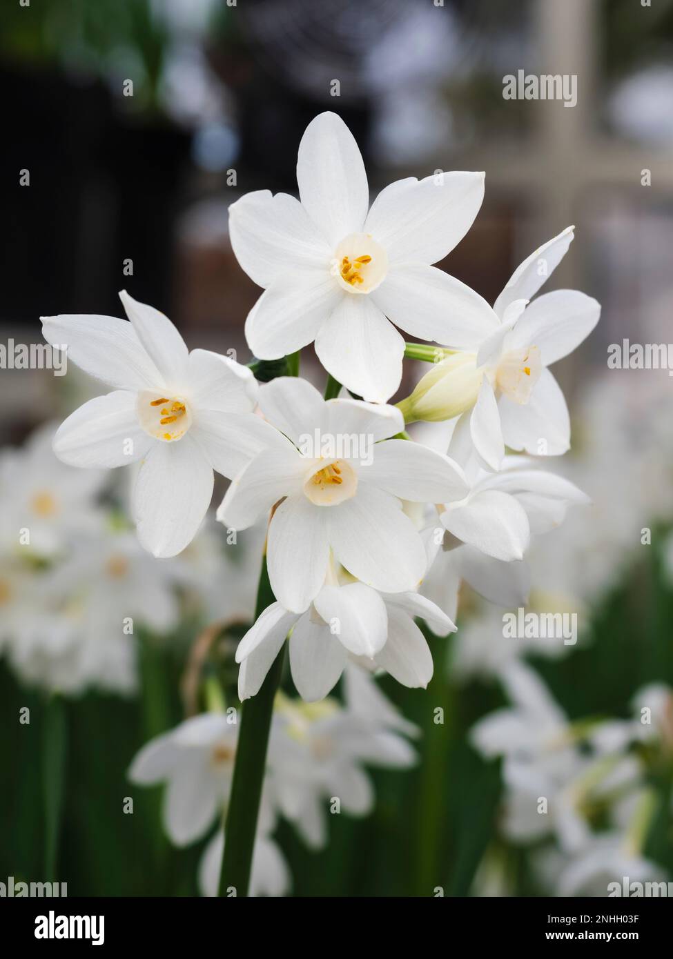 Fleurs blanches pures de l'ampoule parfumée à fleurs d'hiver tendre à plusieurs têtes, Narcissus tazetta 'Paperwhite Ziva' Banque D'Images
