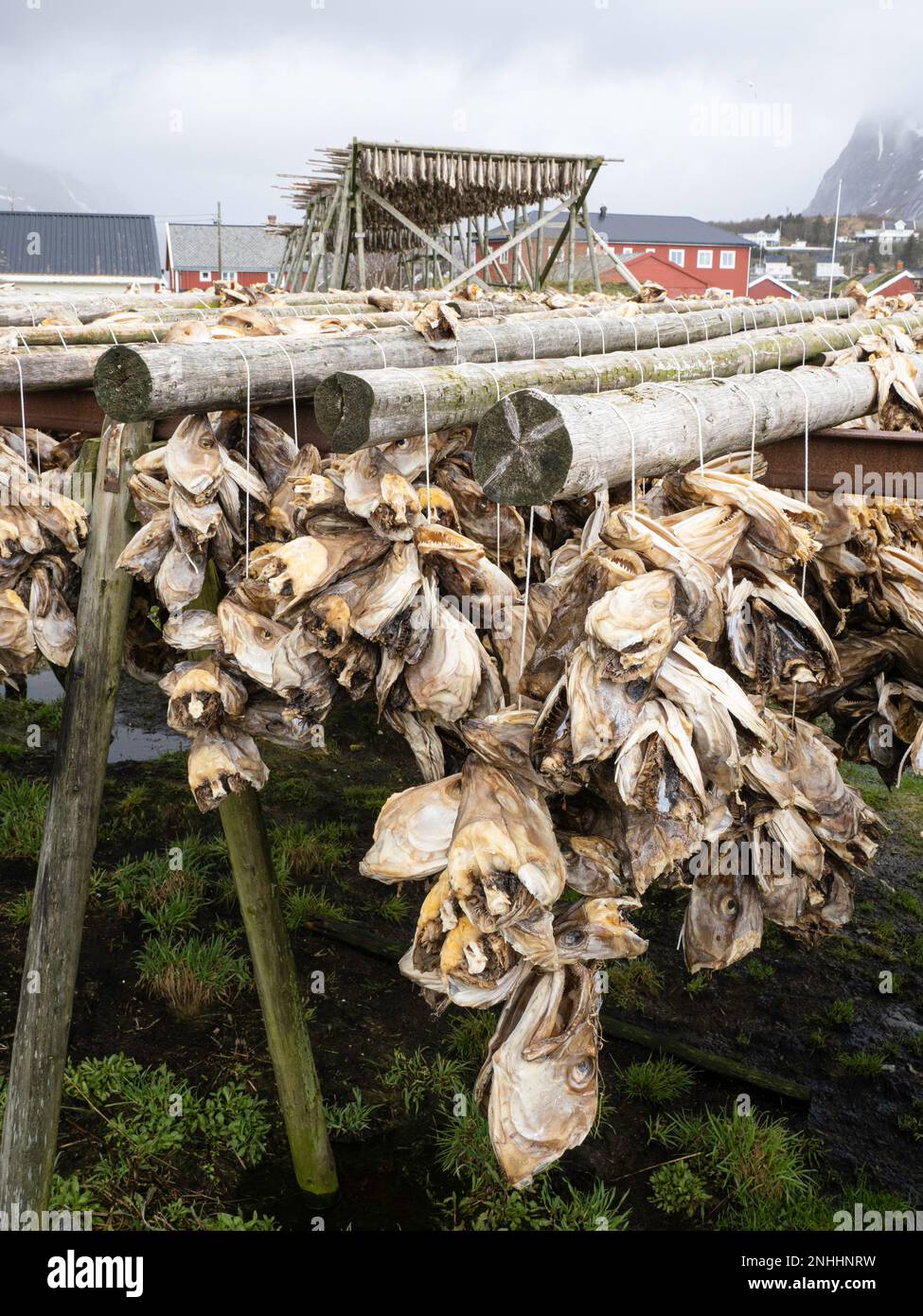 La morue séchant sur des casiers pour devenir des stockfish dans la ville de Reine, Moskenesøya dans l'archipel des Lofoten, en Norvège. Banque D'Images