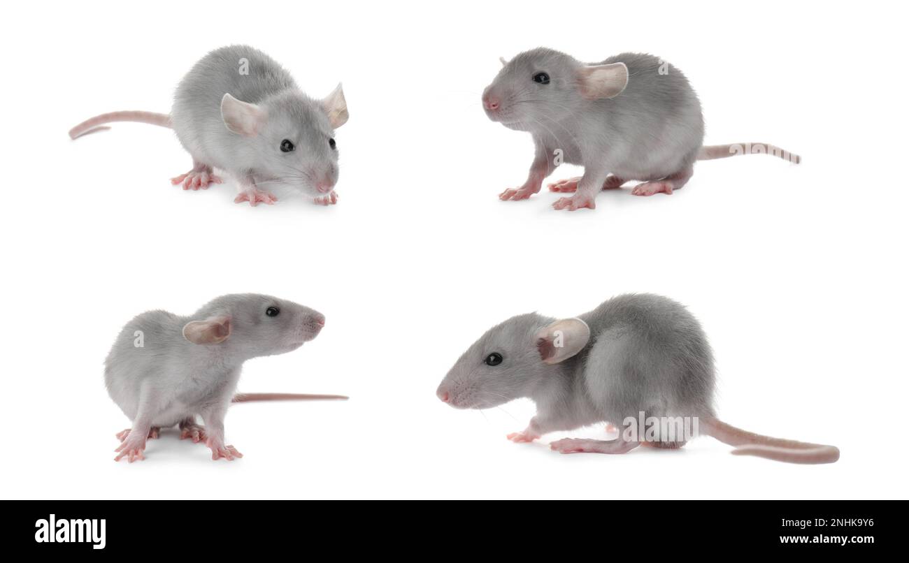 Ensemble de petits rats mignons sur fond blanc. Bannière Banque D'Images
