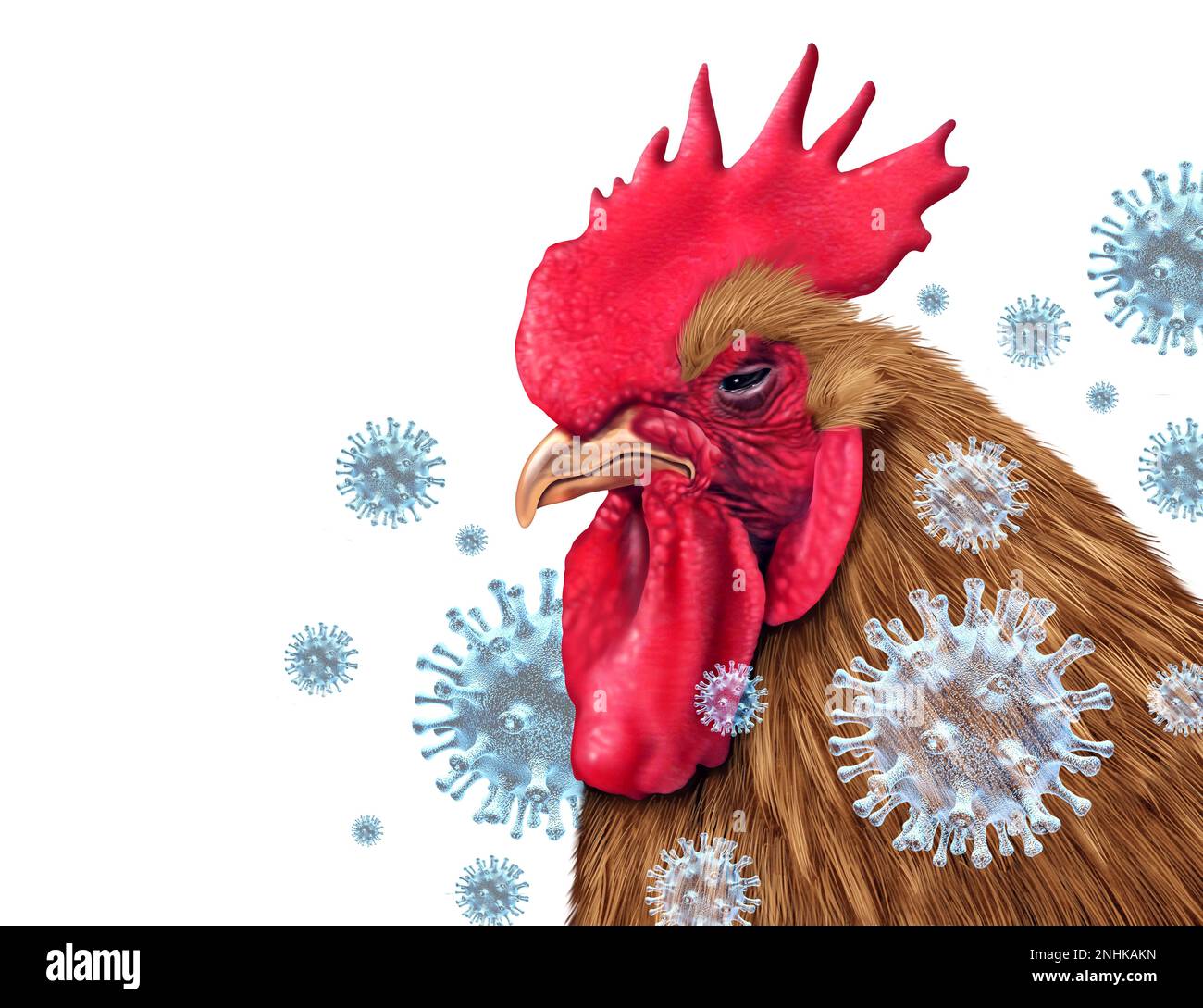 Influenza aviaire crise de la grippe aviaire et virus aviaire comme virus de la volaille infecté par le bétail de poulet comme risque pour la santé en cas d'éclosion d'infection mondiale Banque D'Images