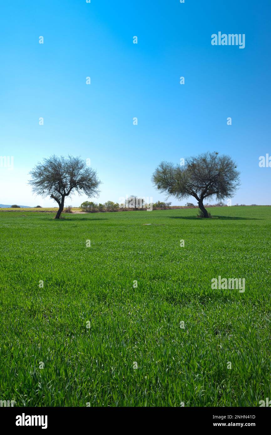 paysage vert d'une colline d'herbe verte avec des arbres au milieu, un ciel bleu sans nuages du jour d'été, pas de personnes Banque D'Images