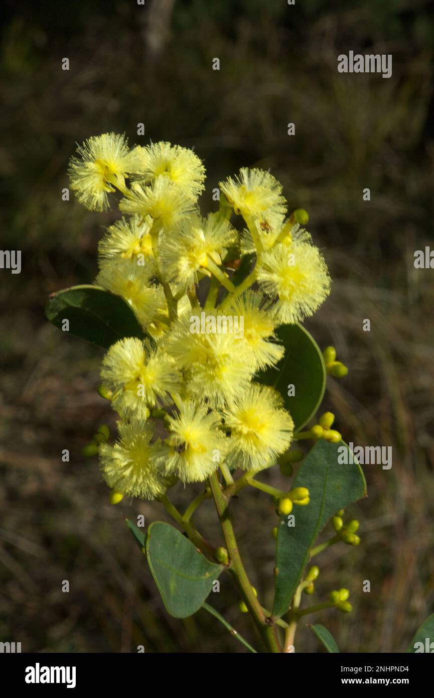 Le printemps en Australie, c'est le moment de la ferraillement - de magnifiques fleurs dorées partout dans le monde.Celui-ci est Blackwood (Acacia melanoxylon) à la réserve de Hochkins Ridge. Banque D'Images