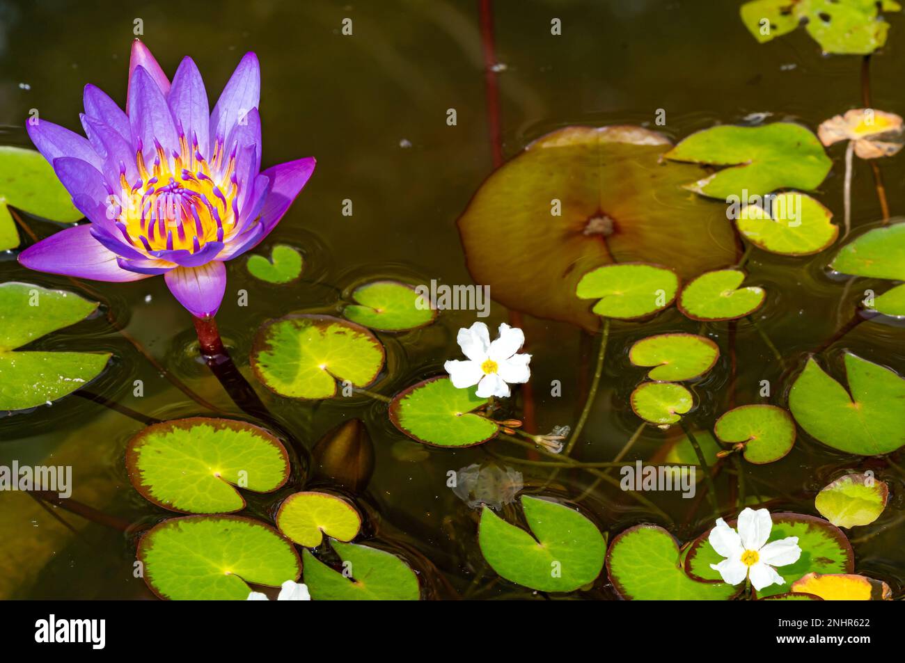 Vue sur la fleur de lotus pourpre en fleurs avec des feuilles vertes et des fleurs tropicales blanches aquatiques dans le bassin de lotus. Banque D'Images