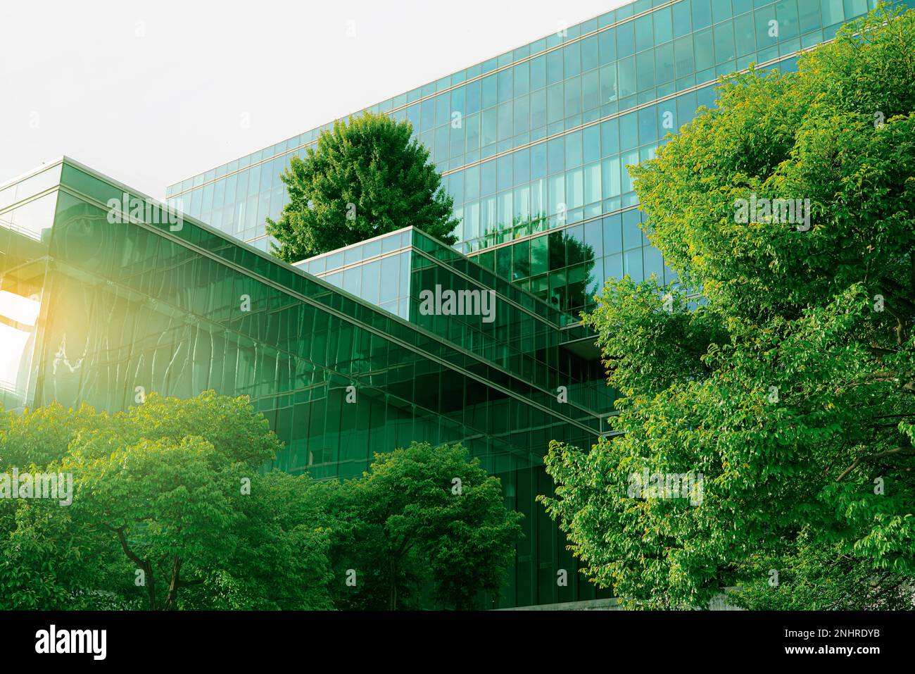 Bâtiment vert durable. Bâtiment écologique. Bâtiment de bureau durable en verre avec arbre pour réduire le dioxyde de carbone. Bureau avec vert Banque D'Images