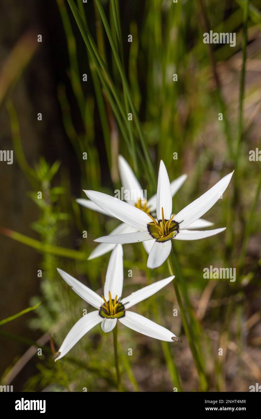 Forme à fleurs blanches de Pauridia capensis sur le Piketberg dans le Cap occidental de l'Afrique du Sud Banque D'Images