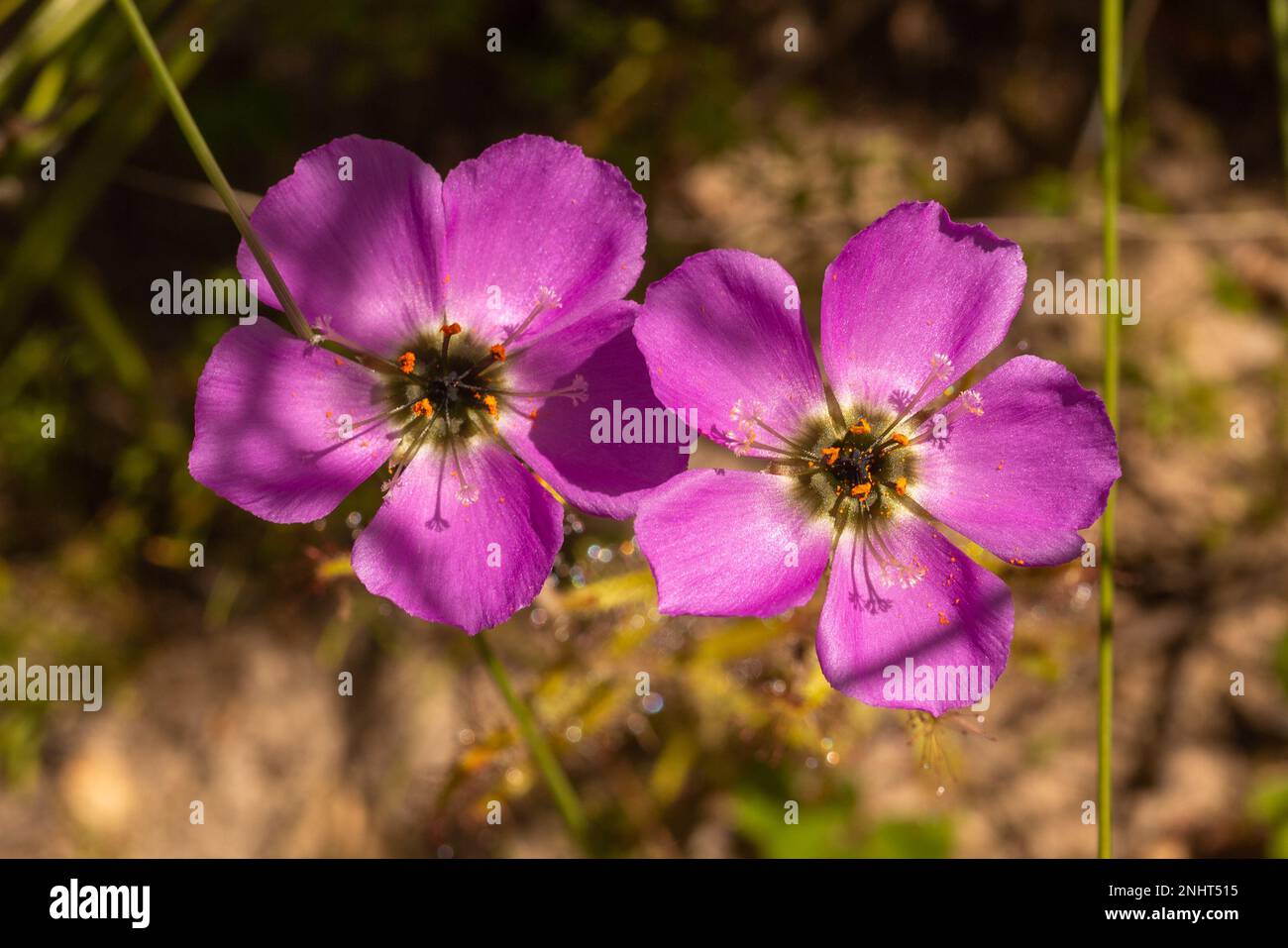 Fleurs sauvages d'Afrique du Sud : fleur rose du Drosera cistiflora de Sundew prise sur le Piketberg dans le Cap occidental d'Afrique du Sud Banque D'Images