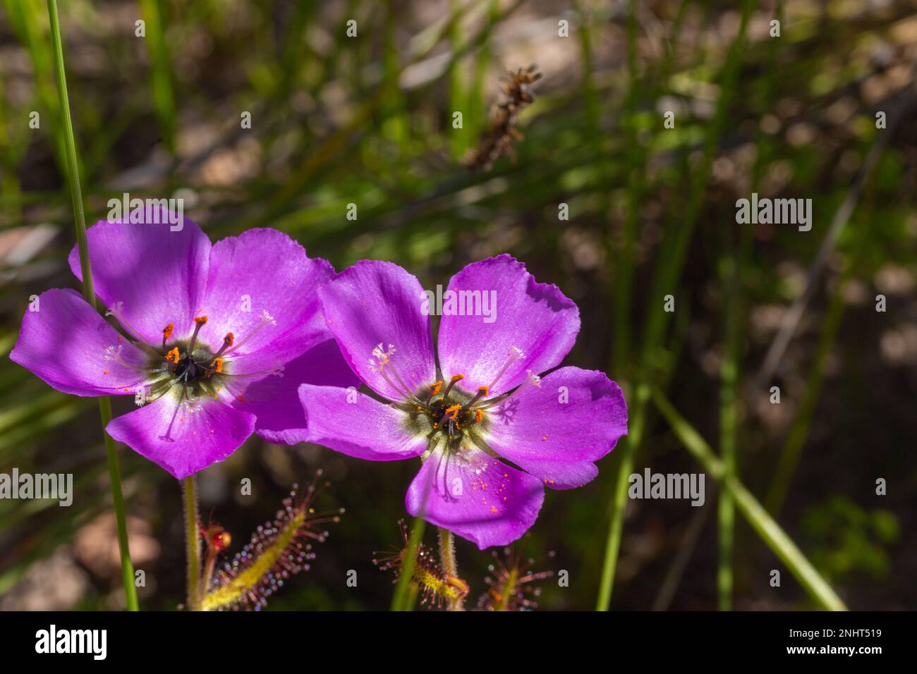 Fleurs sauvages d'Afrique du Sud : fleur rose du Drosera cistiflora de Sundew prise sur le Piketberg dans le Cap occidental d'Afrique du Sud Banque D'Images