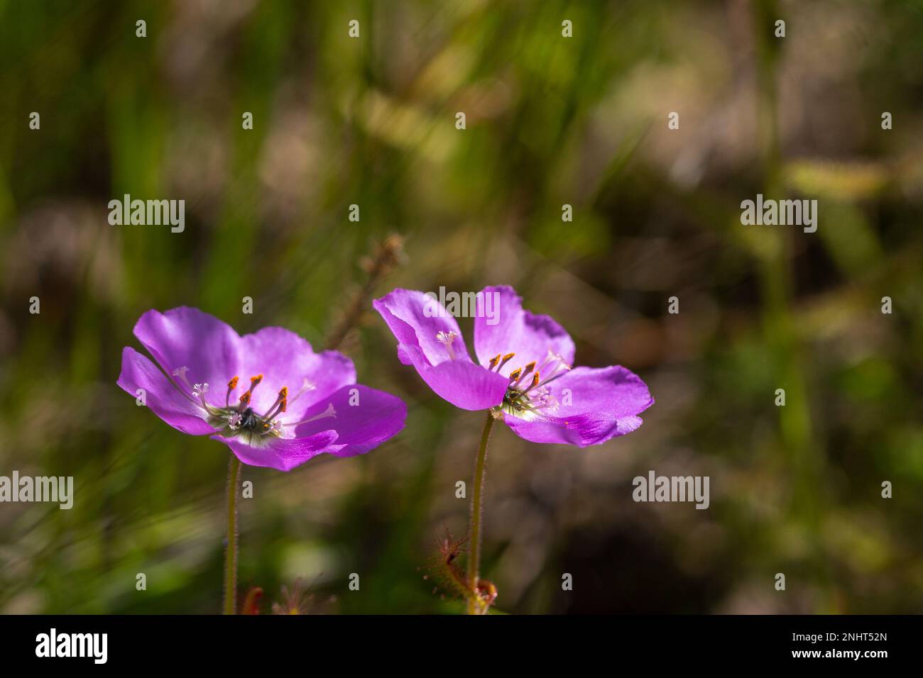 Deux fleurs roses de Drosera cistiflora, une plante carnivore, avec un fond flou et un espace de copie Banque D'Images