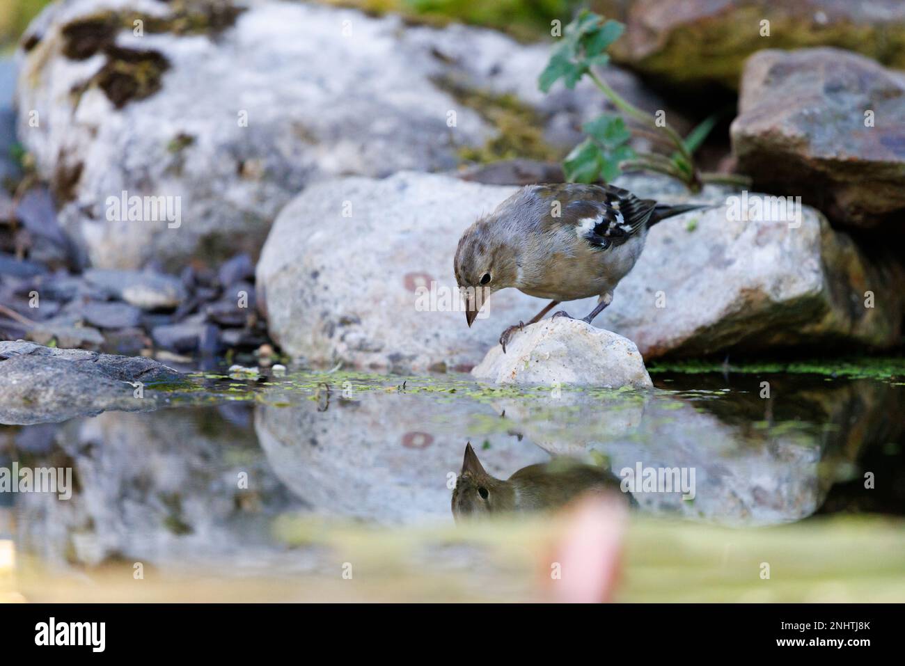 Chaffinch [ Fringilla coelebs ] Femme à l'étang de jardin avec réflexion Banque D'Images