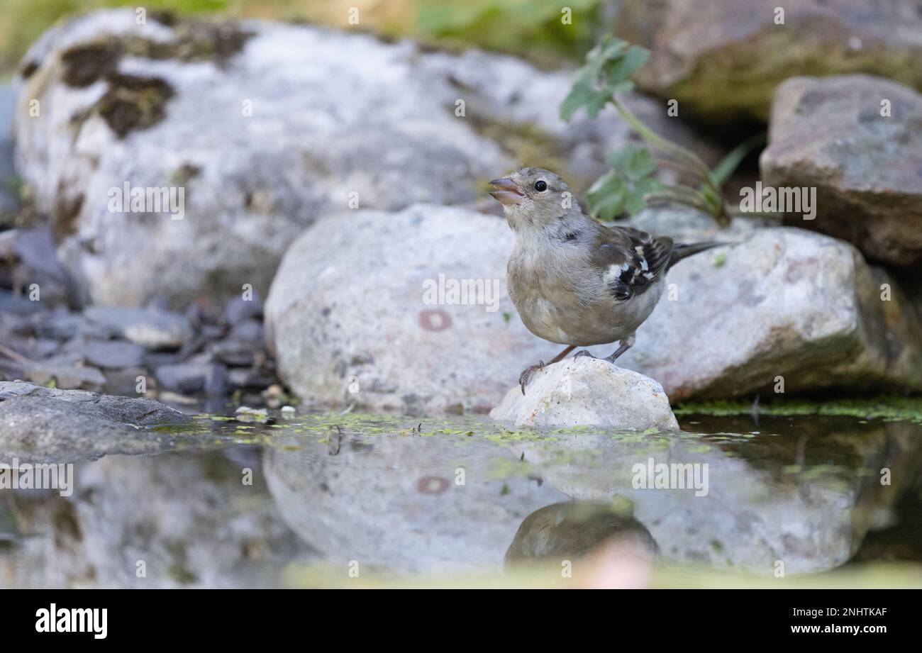 Chaffinch [ Fringilla coelebs ] boire des oiseaux femelles de l'étang de jardin avec réflexion Banque D'Images