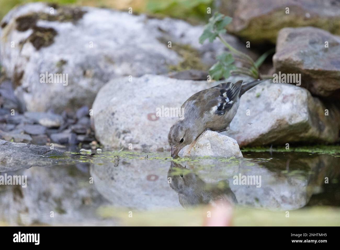 Chaffinch [ Fringilla coelebs ] boire des oiseaux femelles de l'étang de jardin avec réflexion Banque D'Images