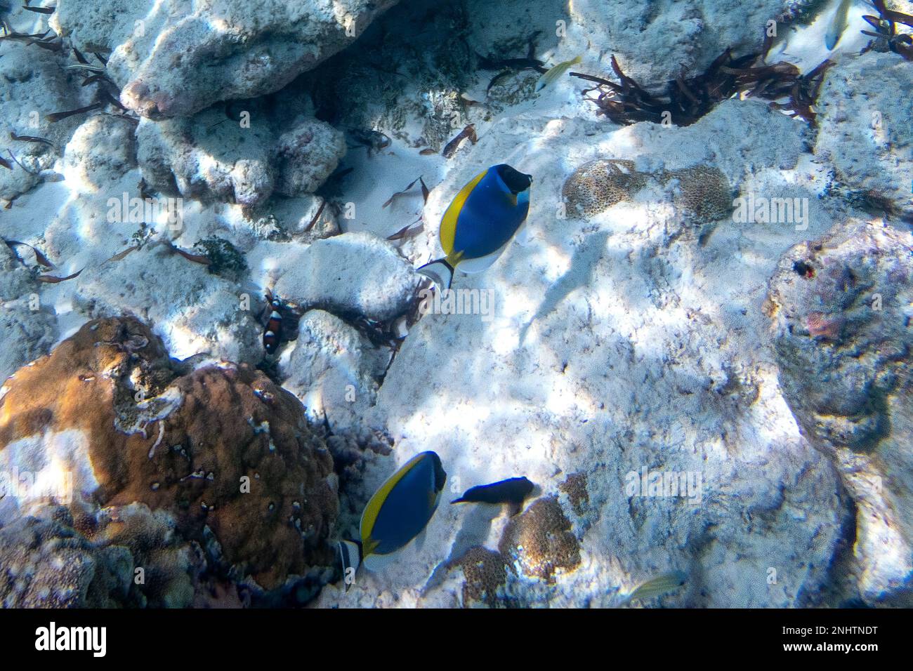 Surgeonfish de Powderblue et corail à l'île Assomption Banque D'Images