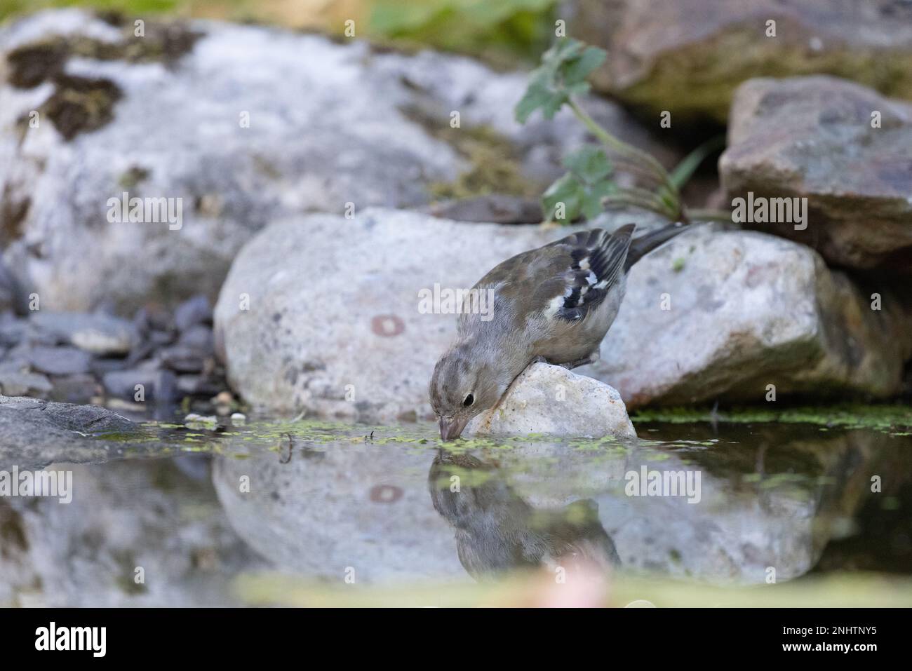 Chaffinch [ Fringilla coelebs ] boire des oiseaux femelles de l'étang de jardin avec réflexion Banque D'Images