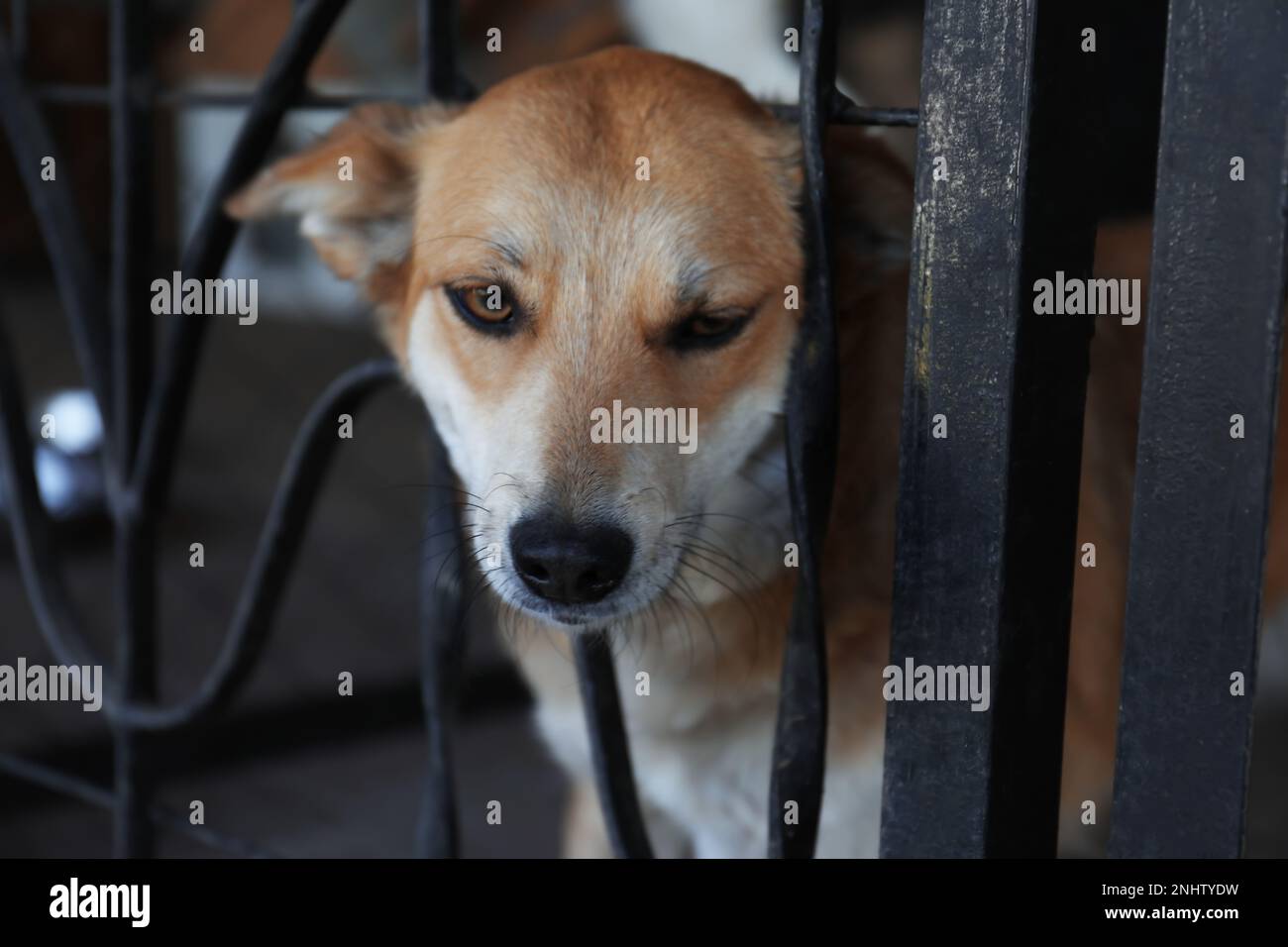 Chien sans abri dans la cage à l'abri pour animaux Banque D'Images