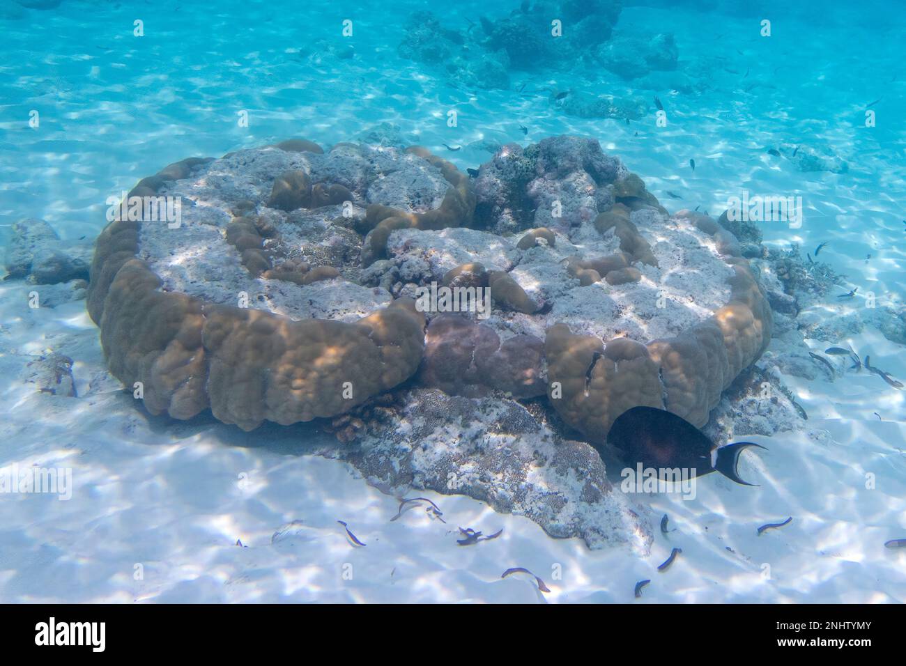 Poisson-de-mer à queue circulaire et corail à l'île Assomption Banque D'Images