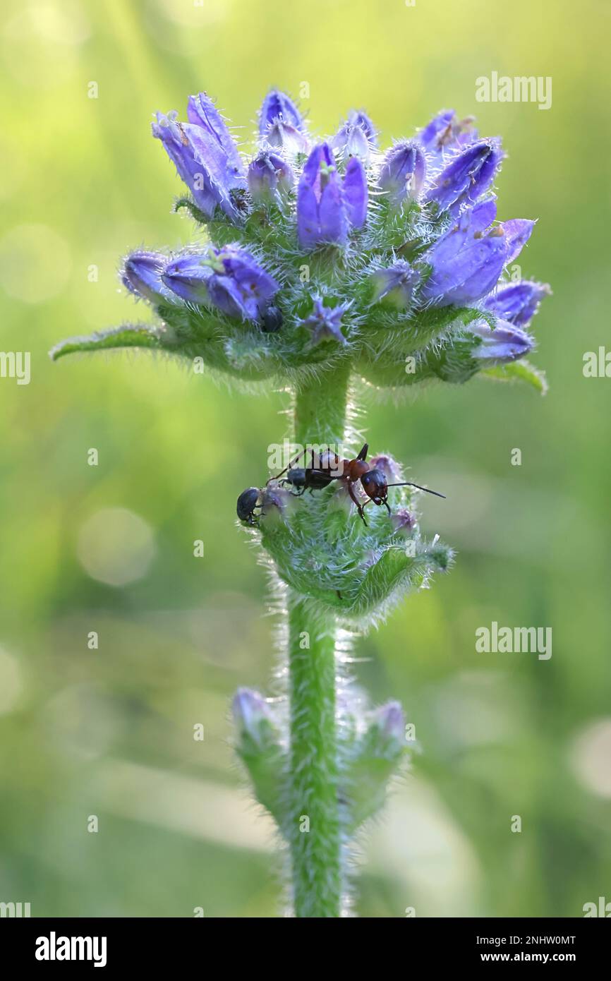 Campanula cervicaria, communément connue sous le nom de Bellflower de Briyly, plante sauvage de Finlande Banque D'Images