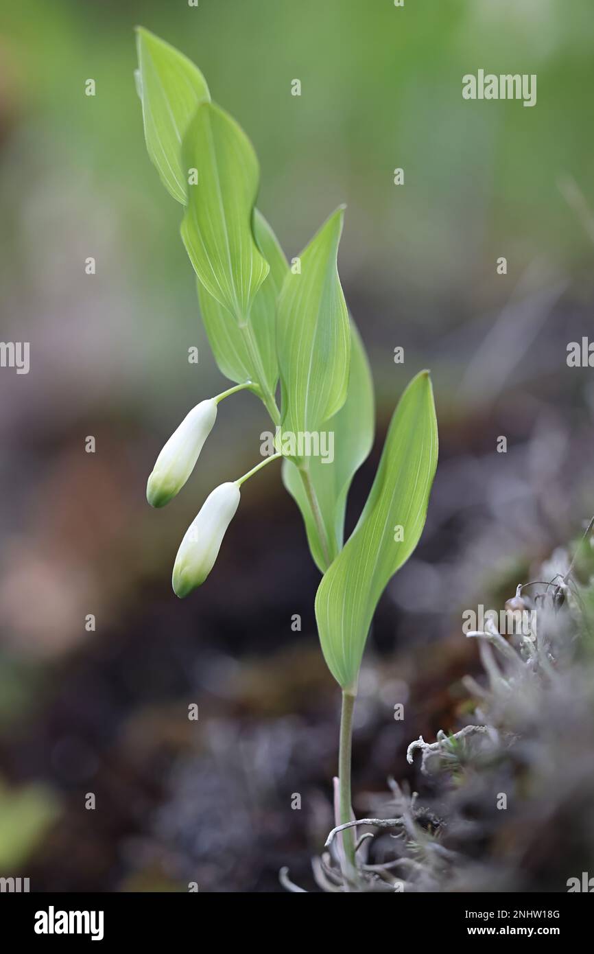 Polygonatum odoratum, communément connu sous le nom de Sceau d'Angular Solomon ou Scincted Solomon's Seal, plante toxique sauvage de Finlande Banque D'Images
