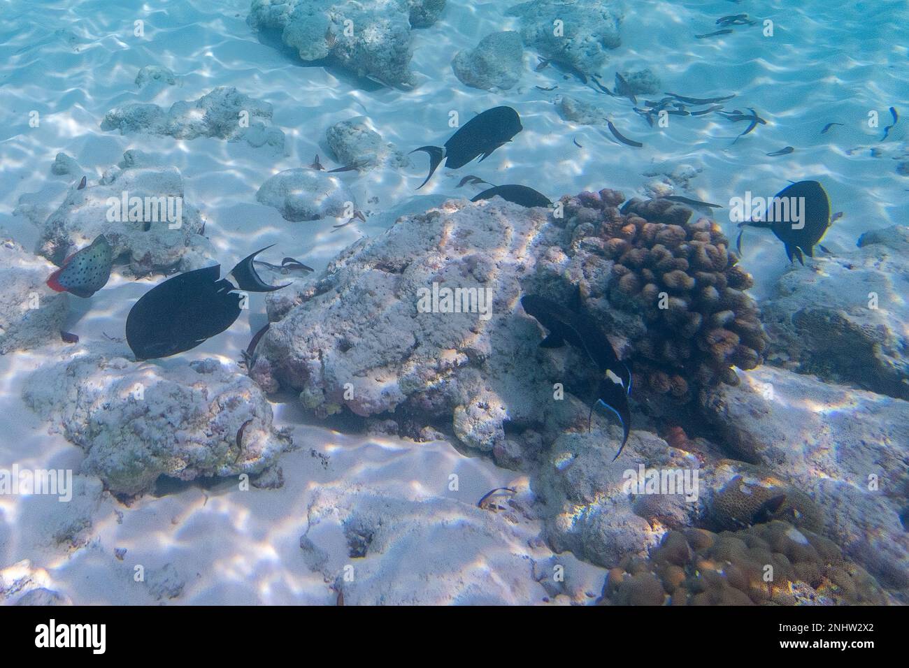 Poisson-de-mer à queue circulaire et corail à l'île Assomption Banque D'Images
