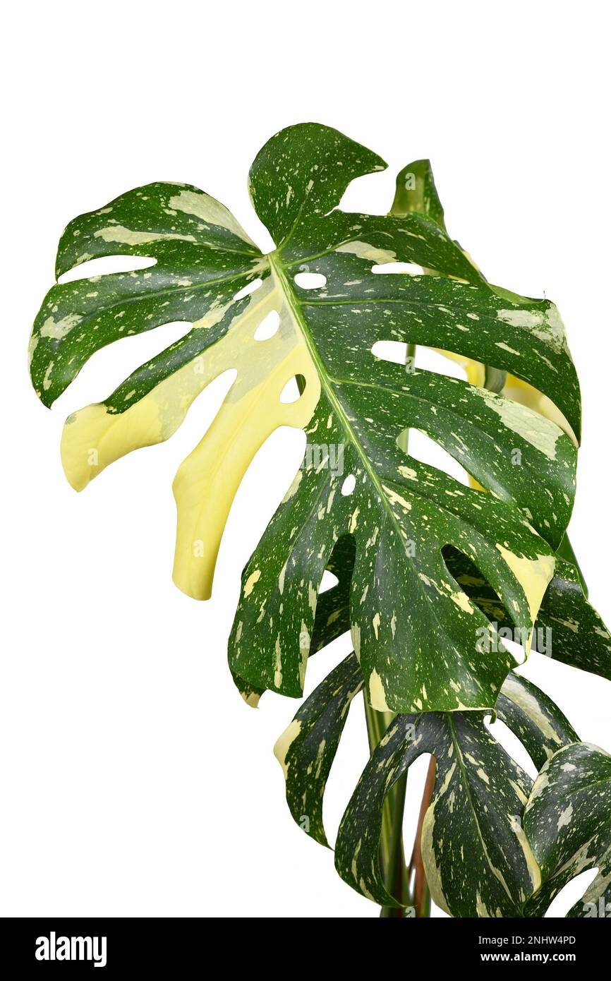 Parsemé de feuilles de plantes d'intérieur tropicales variées 'Monstera deliciosa Thai Constellation' avec fenestration sur fond blanc Banque D'Images