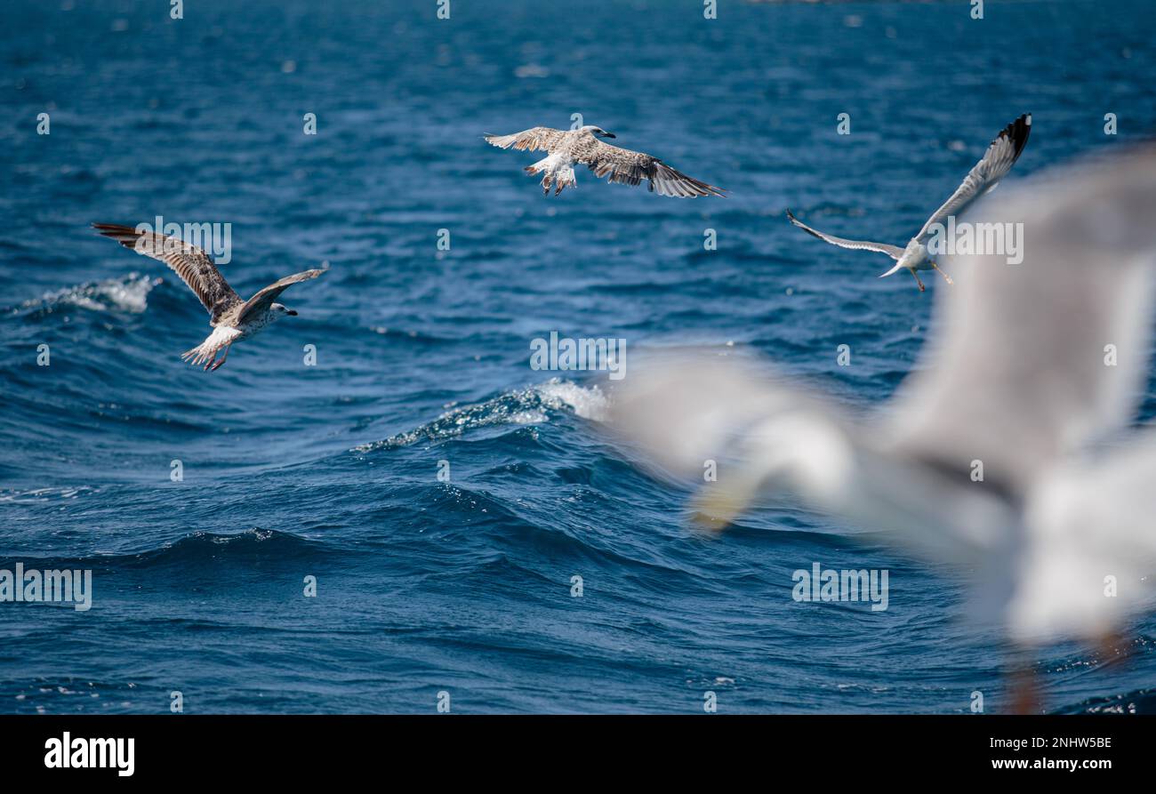 Mouettes en mer croate en été avec ciel bleu Banque D'Images