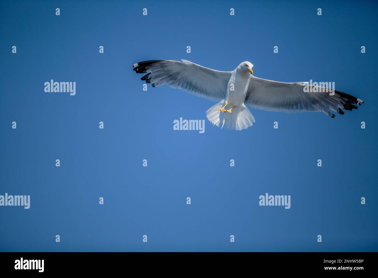 Mouettes en mer croate en été avec ciel bleu Banque D'Images