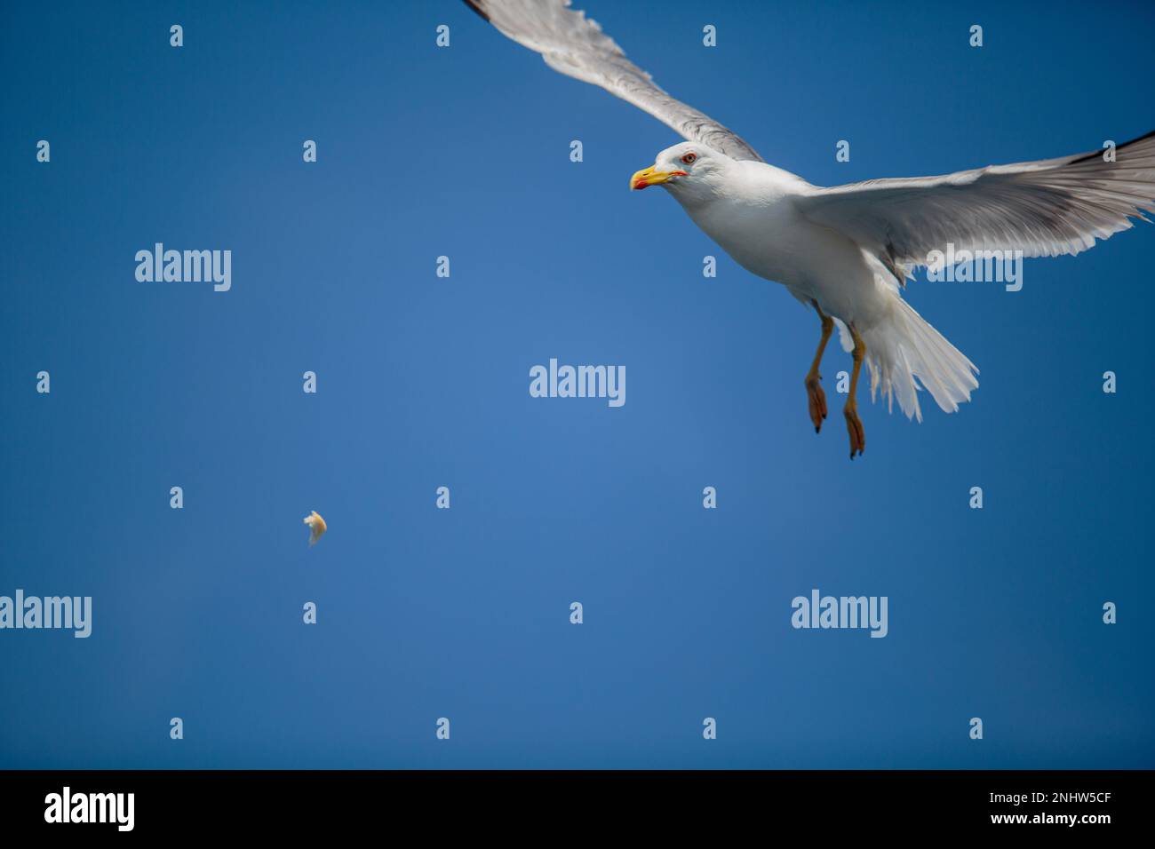 Mouettes en mer croate en été avec ciel bleu Banque D'Images
