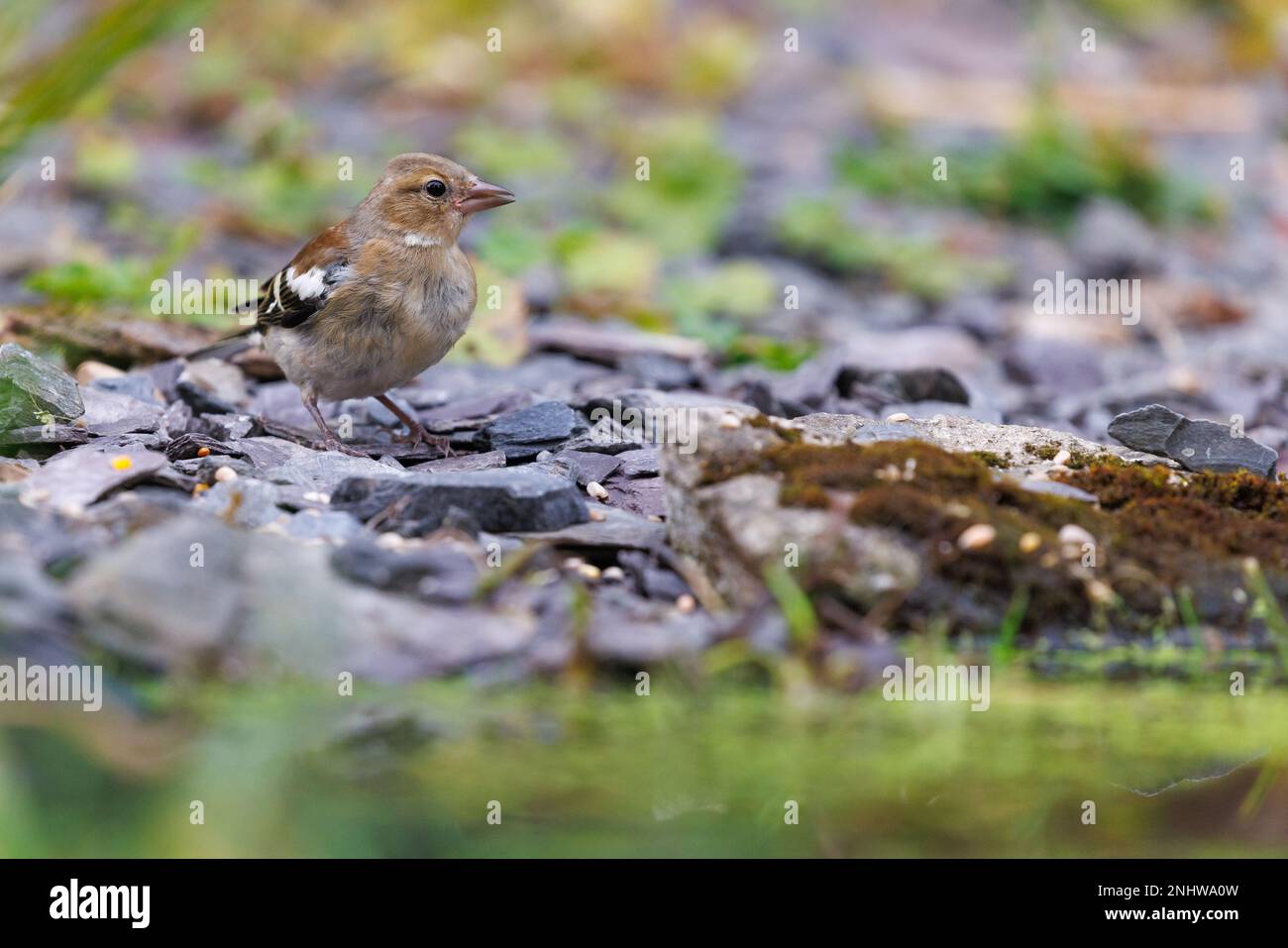 Chaffinch [ Fringilla coelebs ] oiseau femelle à l'étang de jardin Banque D'Images
