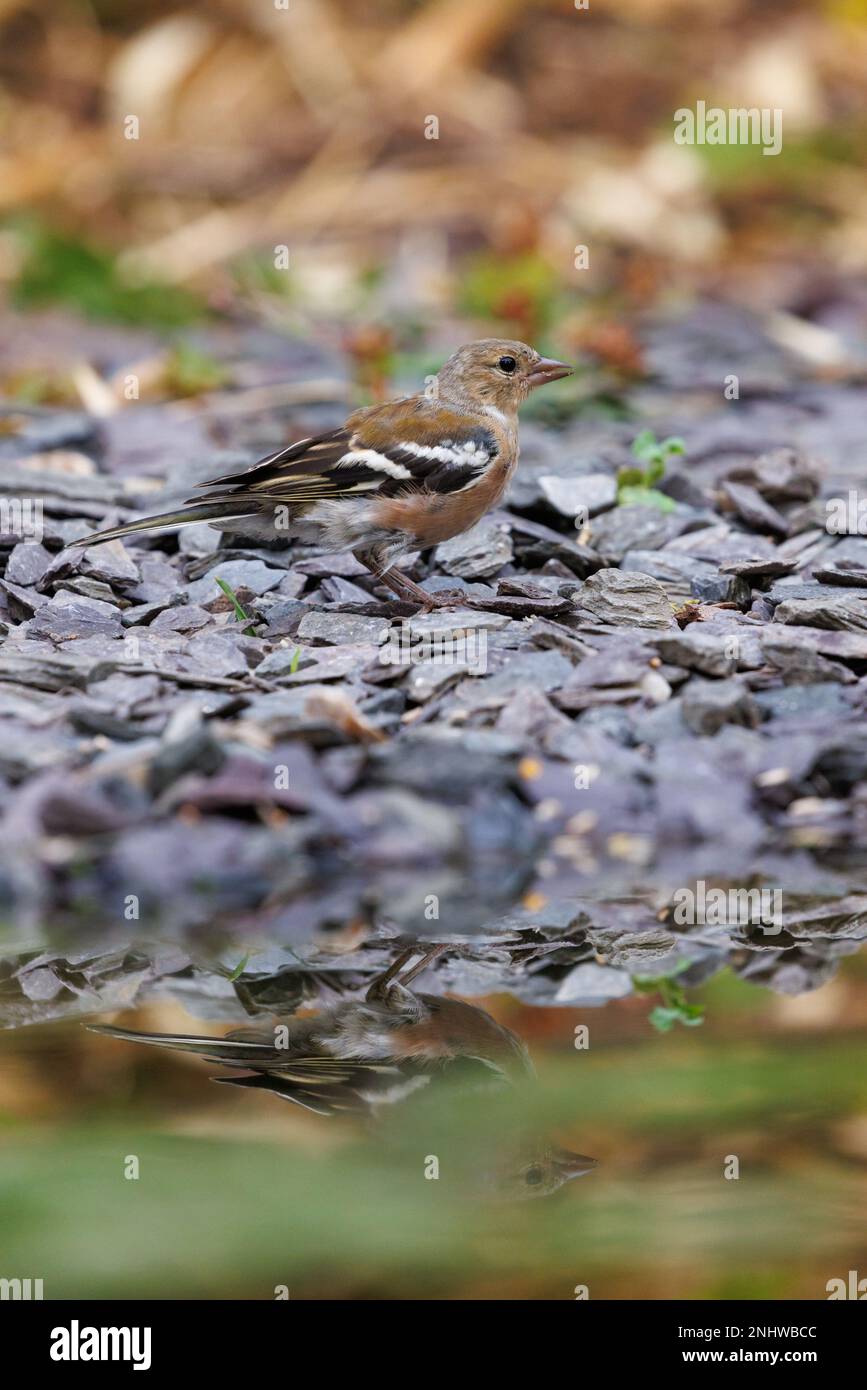 Chaffinch [ Fringilla coelebs ] oiseau femelle au jardin étang avec réflexion Banque D'Images