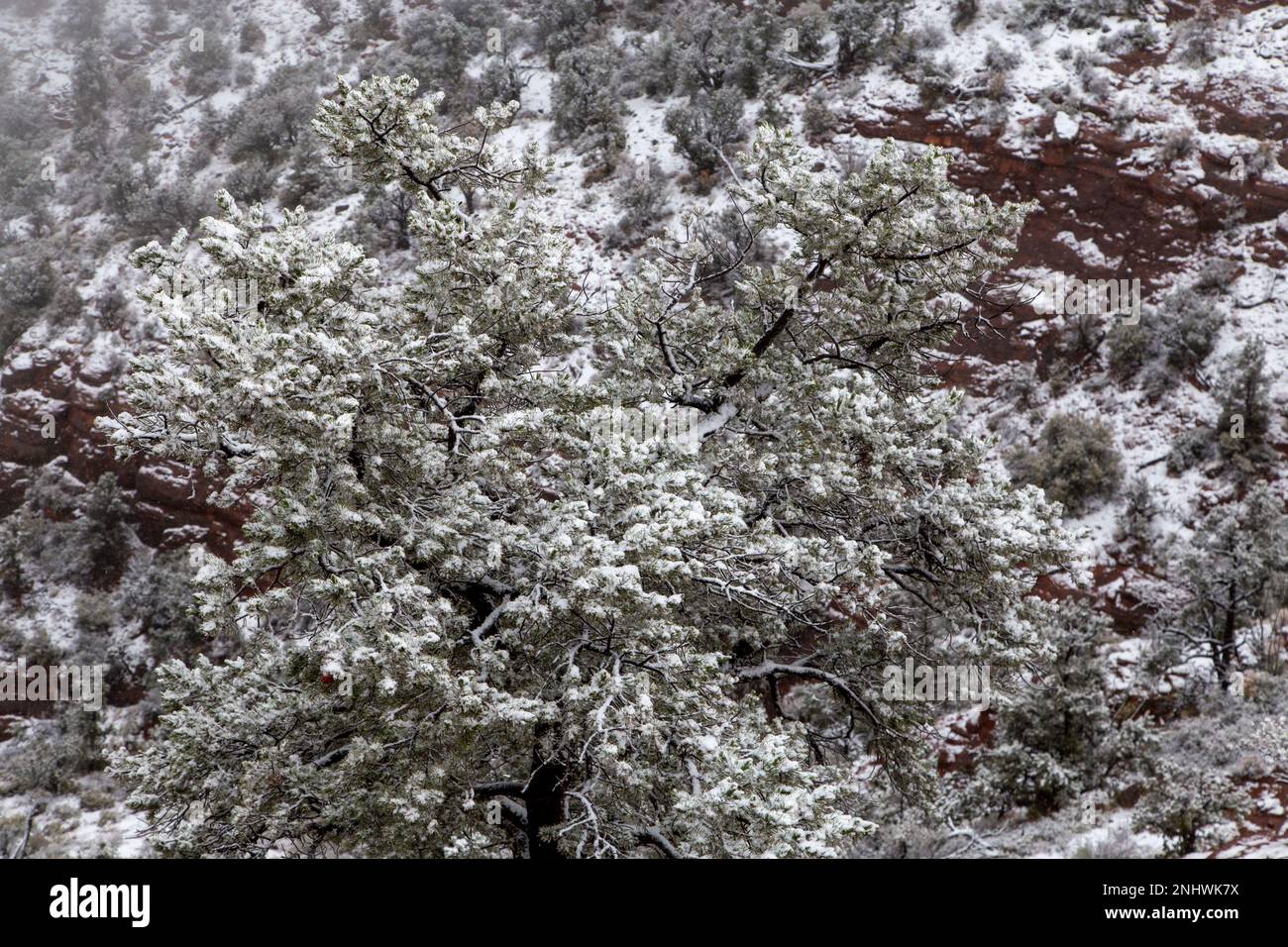Neige à Sedona Banque D'Images