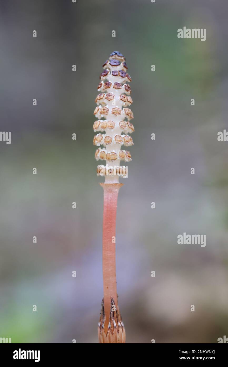 Equisetum arvense, connu sous le nom d'horsetail de champ ou d'horsetail commun, tige de printemps fertile qui pousse en mai en Finlande Banque D'Images