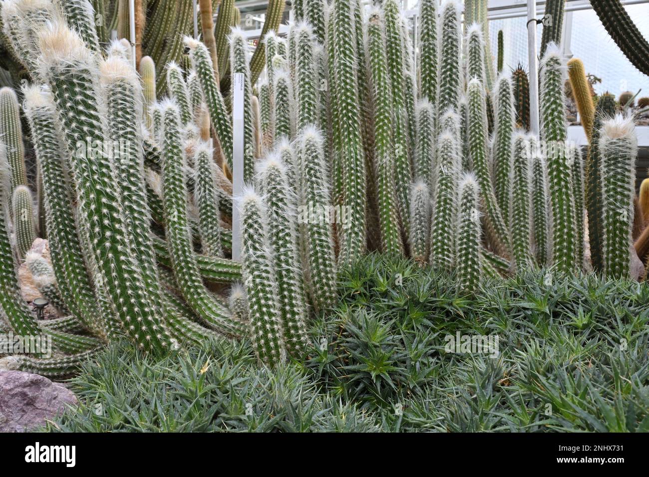 Colonie de cactus en latin appelée Oreocereus doelzianus poussant dans le jardin botanique. Composition de cactus columnaires avec accent sur le premier plan. Il y en a Banque D'Images