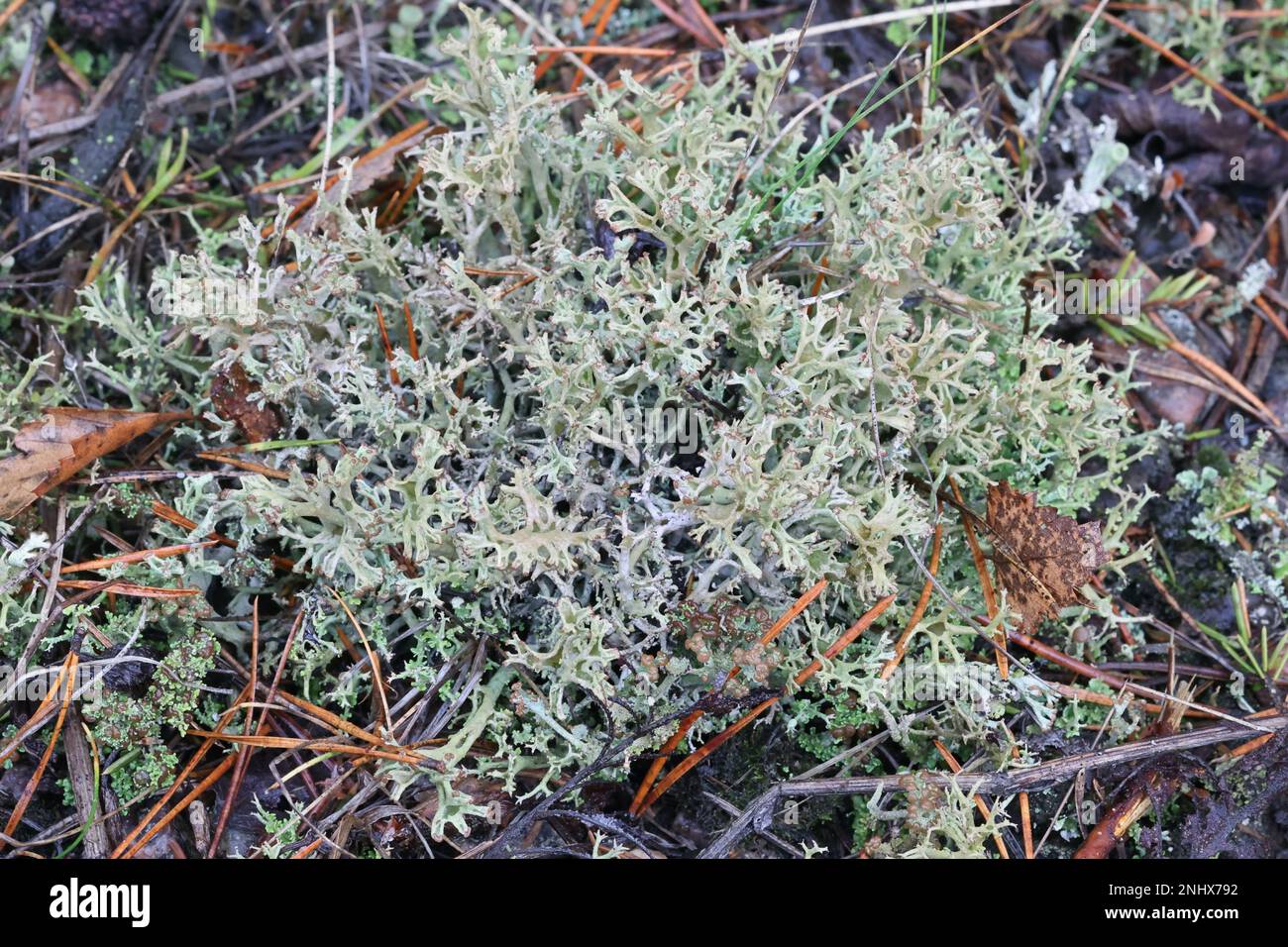 Cladonia crispata, communément appelée lichen à pipe d'orgue, lichens en forme de tasse de Finlande Banque D'Images