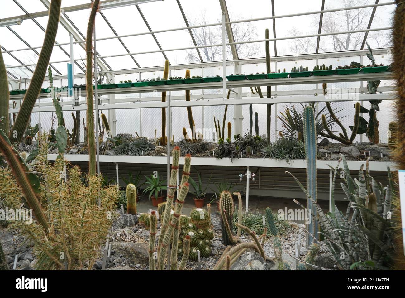 Serre pour plantes succulentes et cactus. Photo prise en vue en angle bas. Le mur latéral et le toit de la serre sont en arrière-plan. Banque D'Images
