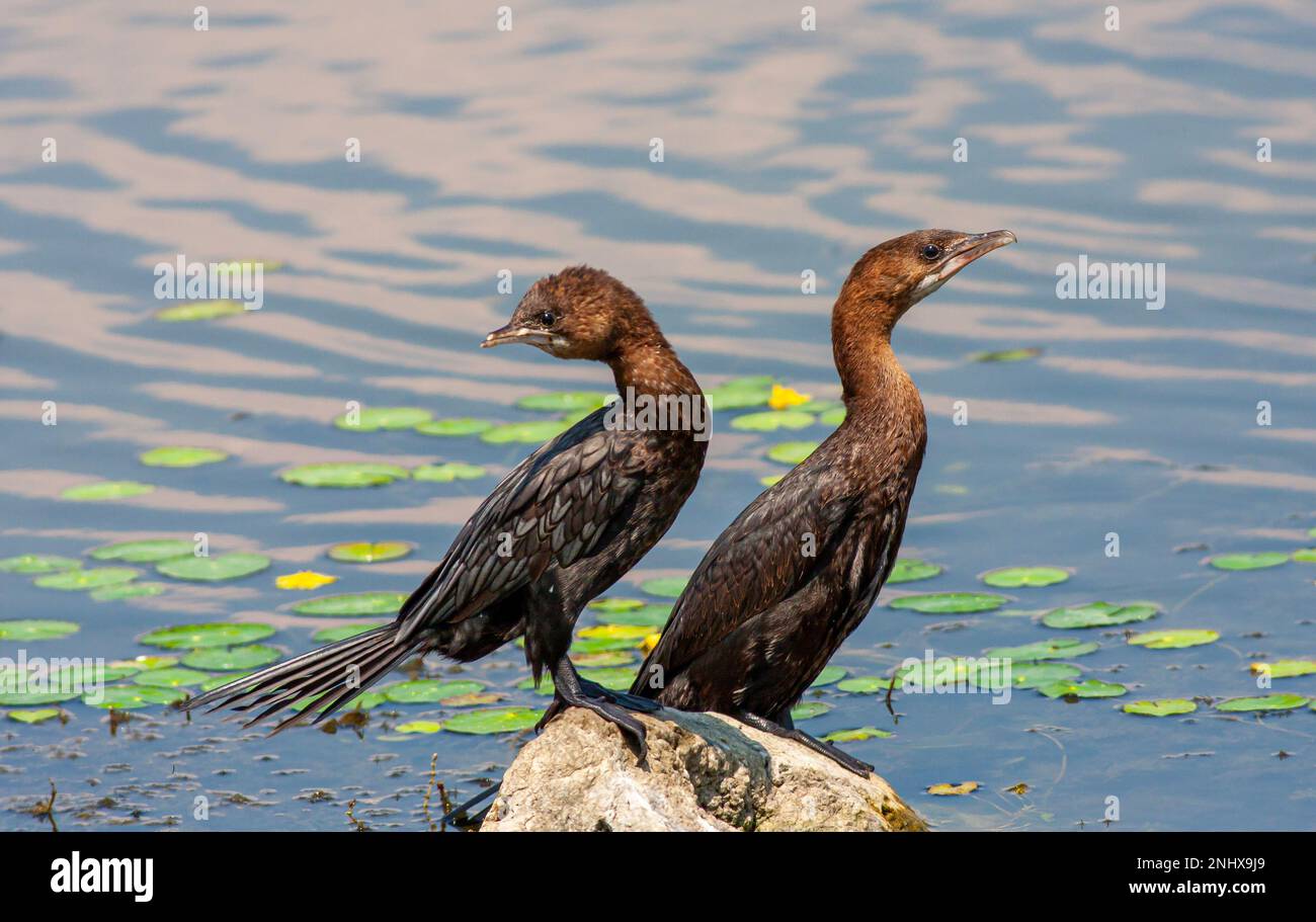 Observation des oiseaux sur la pierre, Pygmy Cormorant, Microcarbo pygmaeus Banque D'Images