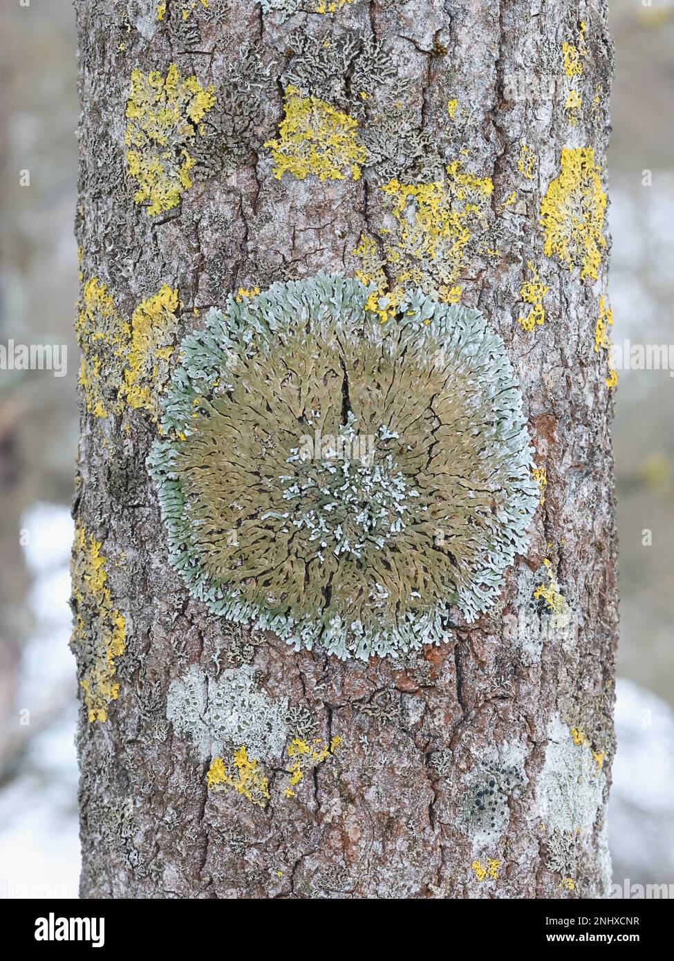 Physconia distorta, un lichen épiphytique qui pousse sur le peuplier en Finlande Banque D'Images