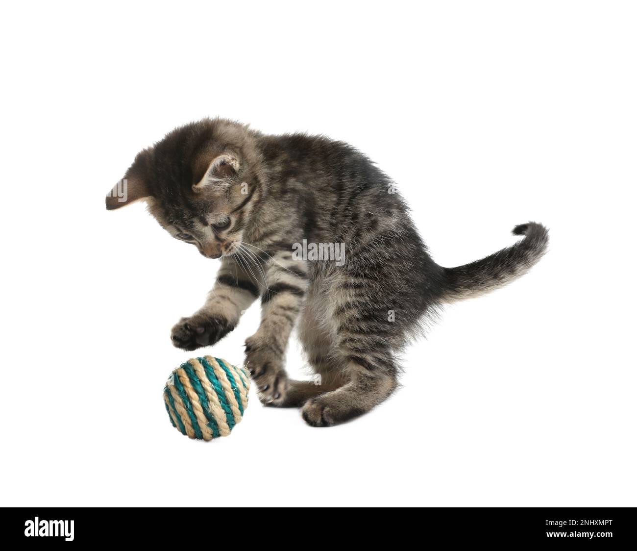 Petit chaton jouant avec le ballon de jouet sur fond blanc Photo Stock -  Alamy