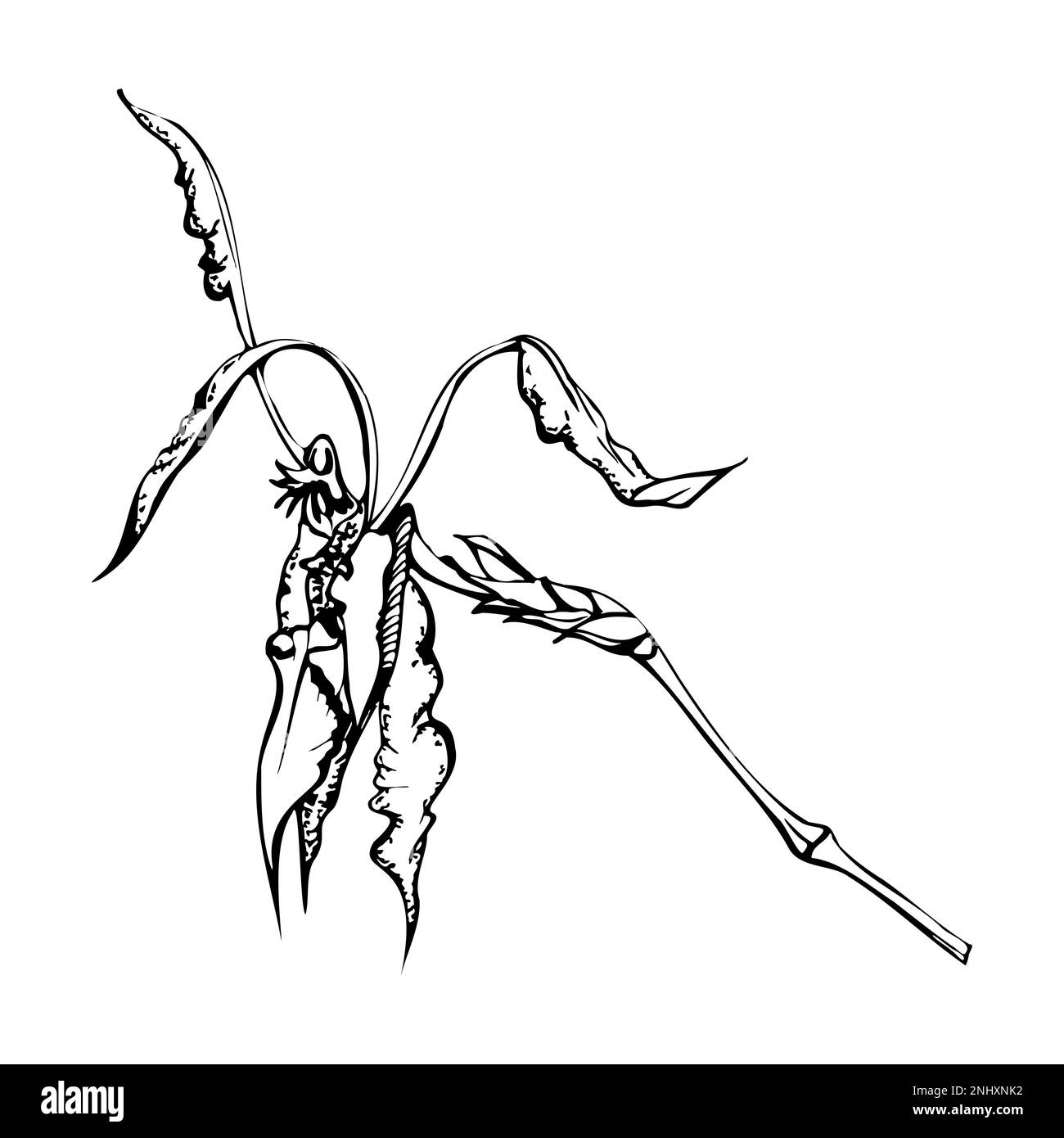 Orchidée à encre vectorielle dessinée à la main, monochrome, contour détaillé. Gros plan d'une seule fleur exotique de psypsis. Isolé sur fond blanc. Conception Illustration de Vecteur