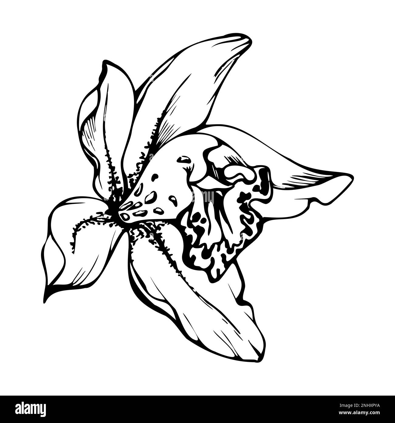Orchidée à encre vectorielle dessinée à la main, monochrome, contour détaillé. Gros plan sur une fleur exotique de cymbidium. Isolé sur fond blanc. Conception Illustration de Vecteur
