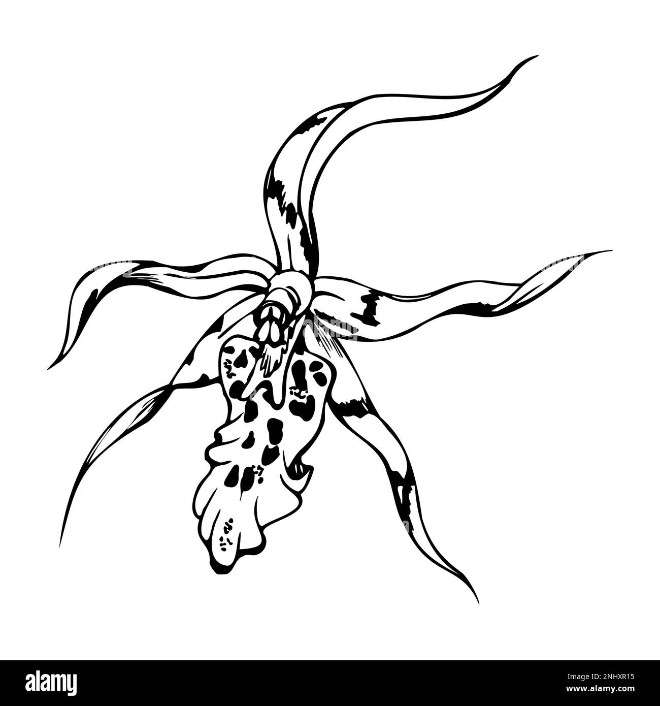 Orchidée à encre vectorielle dessinée à la main, monochrome, contour détaillé. Gros plan sur une seule fleur exotique de brassia. Isolé sur fond blanc. Conception pour Illustration de Vecteur