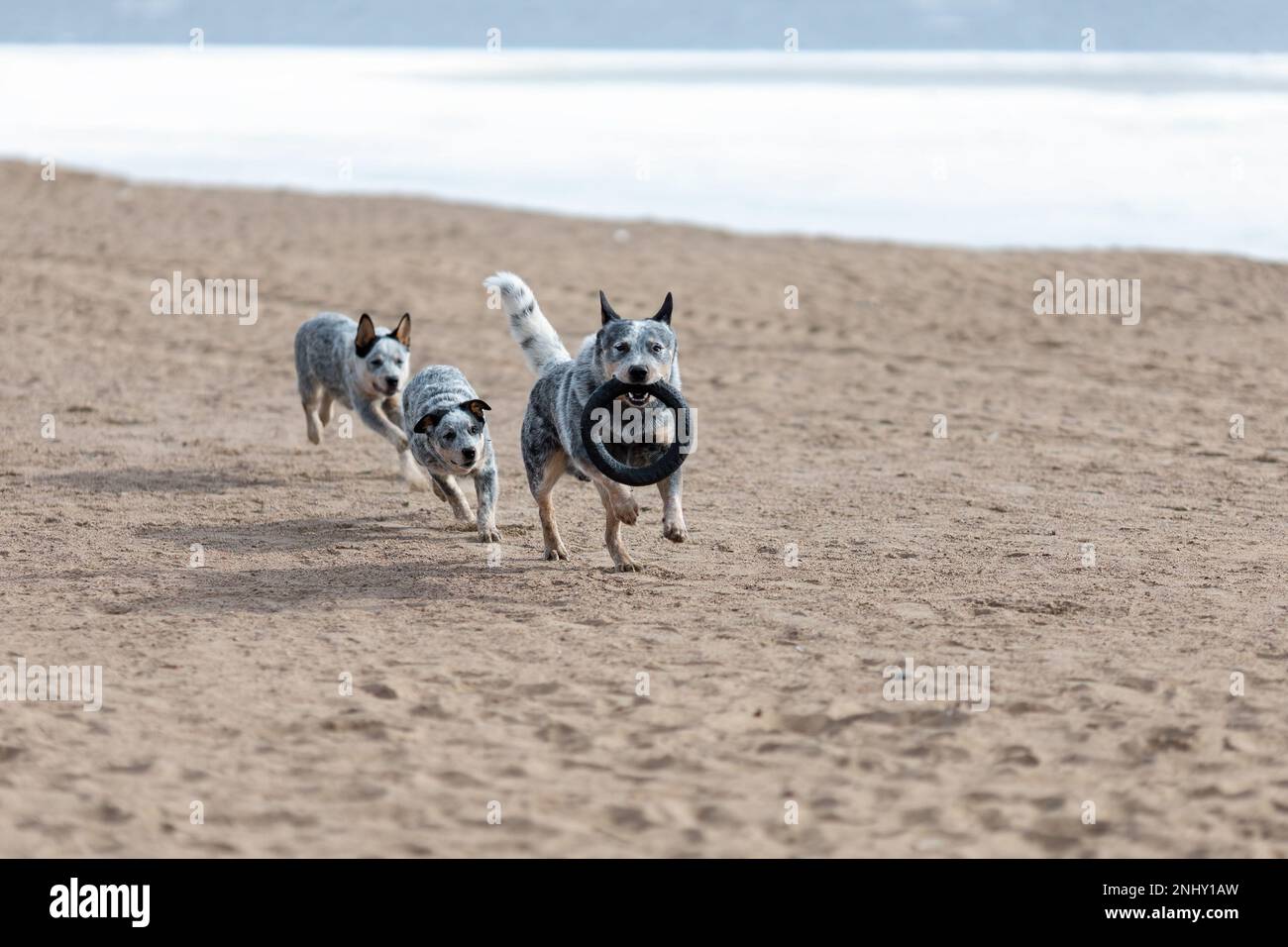 Chiots et père bleu heeler ou chien de bétail australien jouant ensemble sur la plage Banque D'Images