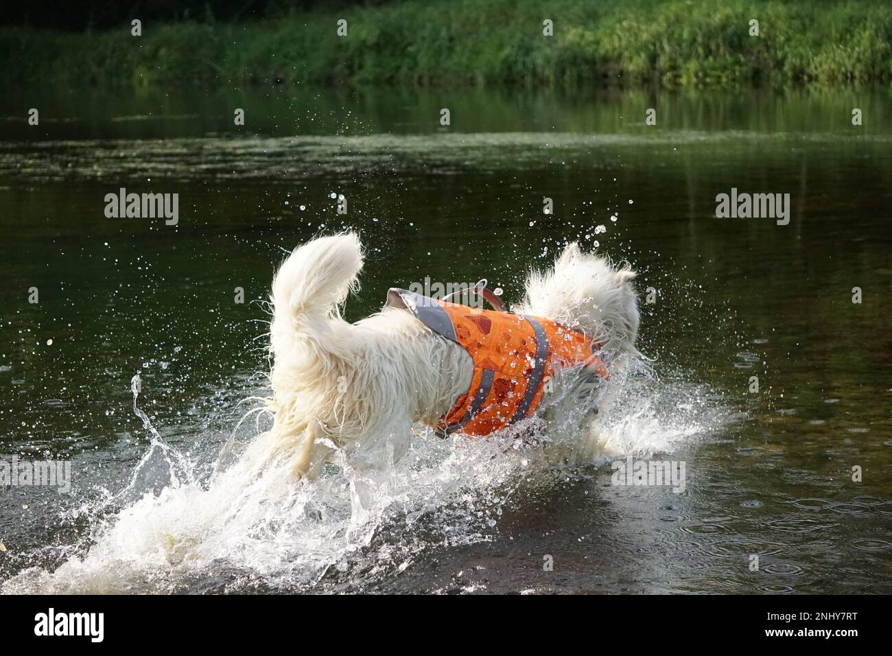 Chien Samoyed humide marchant dans la rivière pour nager queue ensacheuse heureuse Banque D'Images