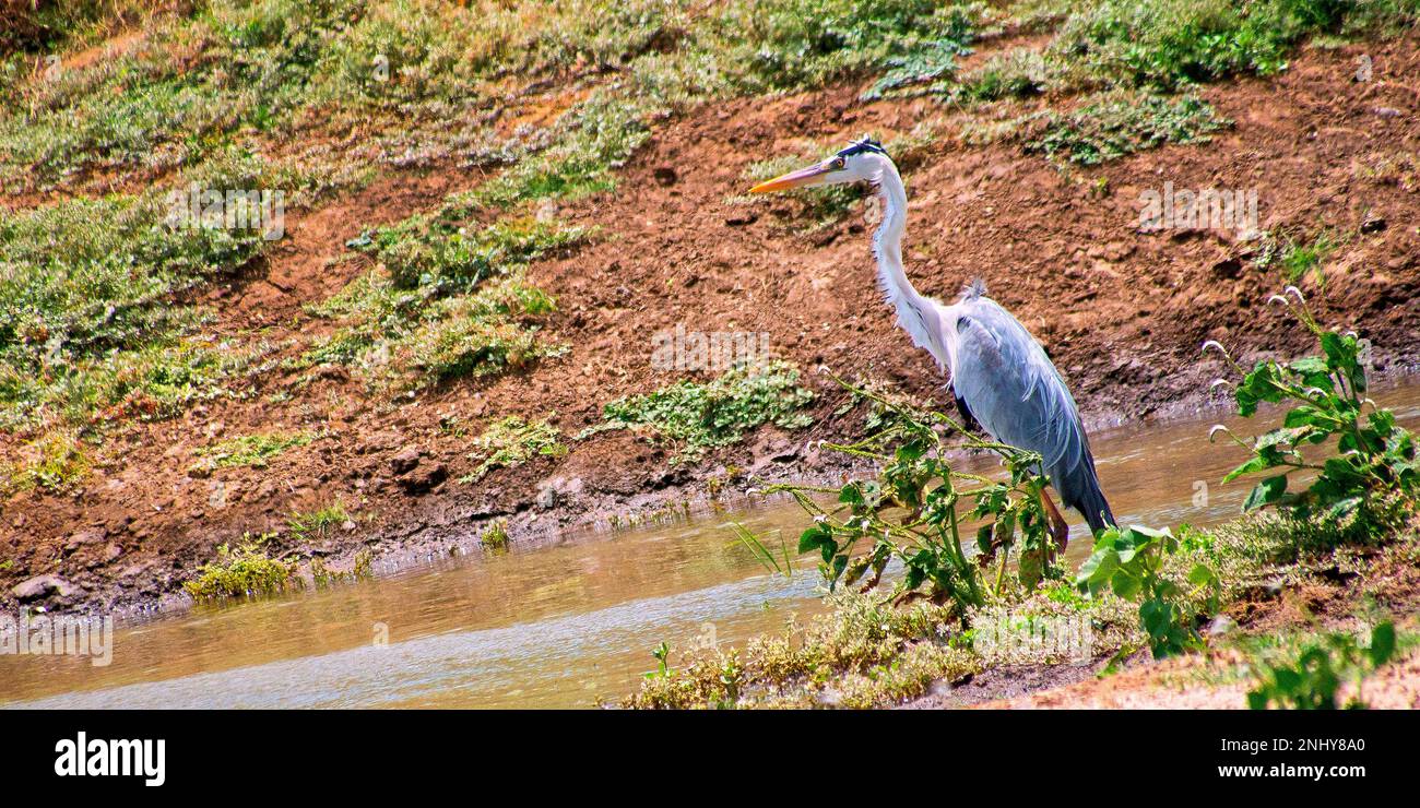 Héron gris, Ardea cinerea, Parc national de la Kudulla, Sri Lanka, Asie Banque D'Images