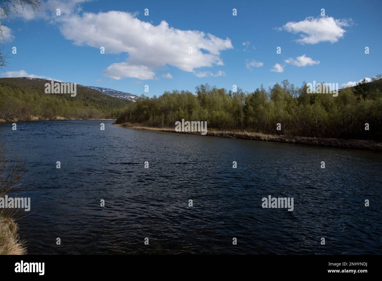 Rivière Divielva à Dividalen dans la municipalité de Målselv dans la province de Troms en Norvège traversant une forêt de pins. Banque D'Images