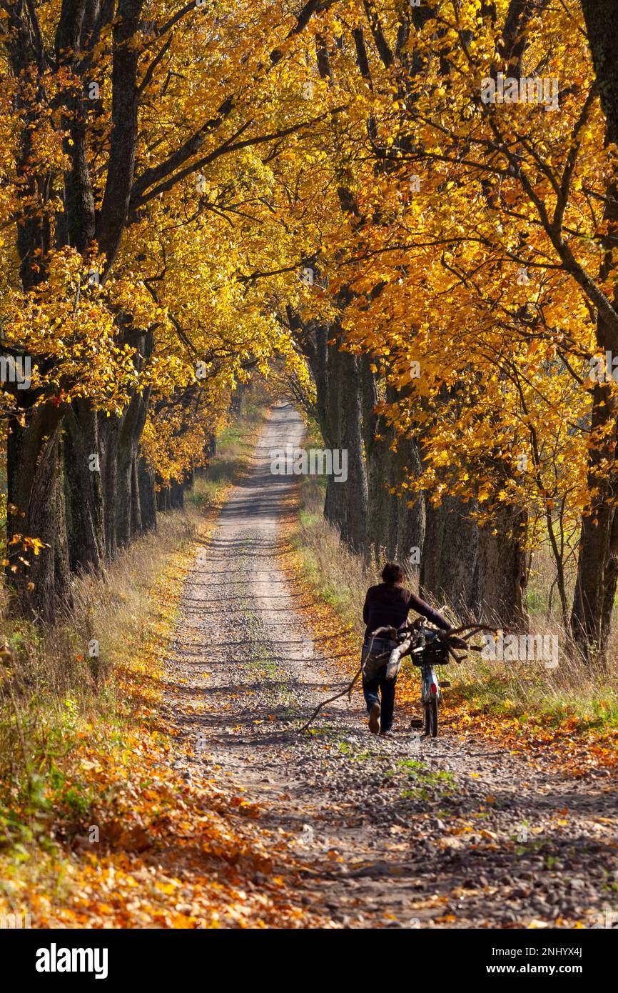 Ruelle d'érable, un homme avec un vélo, avec du bois de brushwood, Pologne Banque D'Images