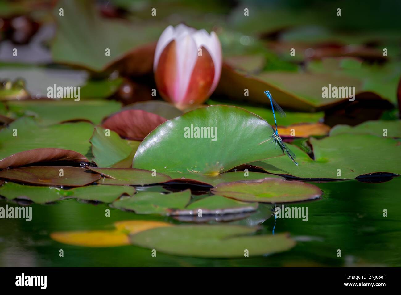 Survoler les feuilles de lotus. Accouplement d'animaux. Damselflies variables. Bleu variable. Coenagrion pulchellum. La beauté dans la nature. Banque D'Images
