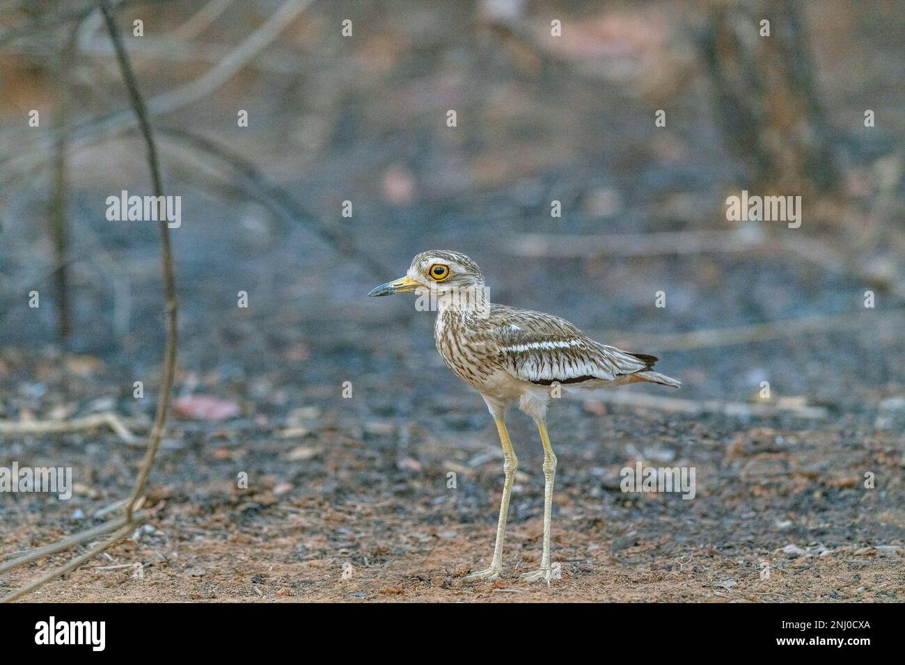 Parc national de Pench, Madhya Pradesh, Inde, curade de pierre de l'Inde, Burhinus indicus Banque D'Images