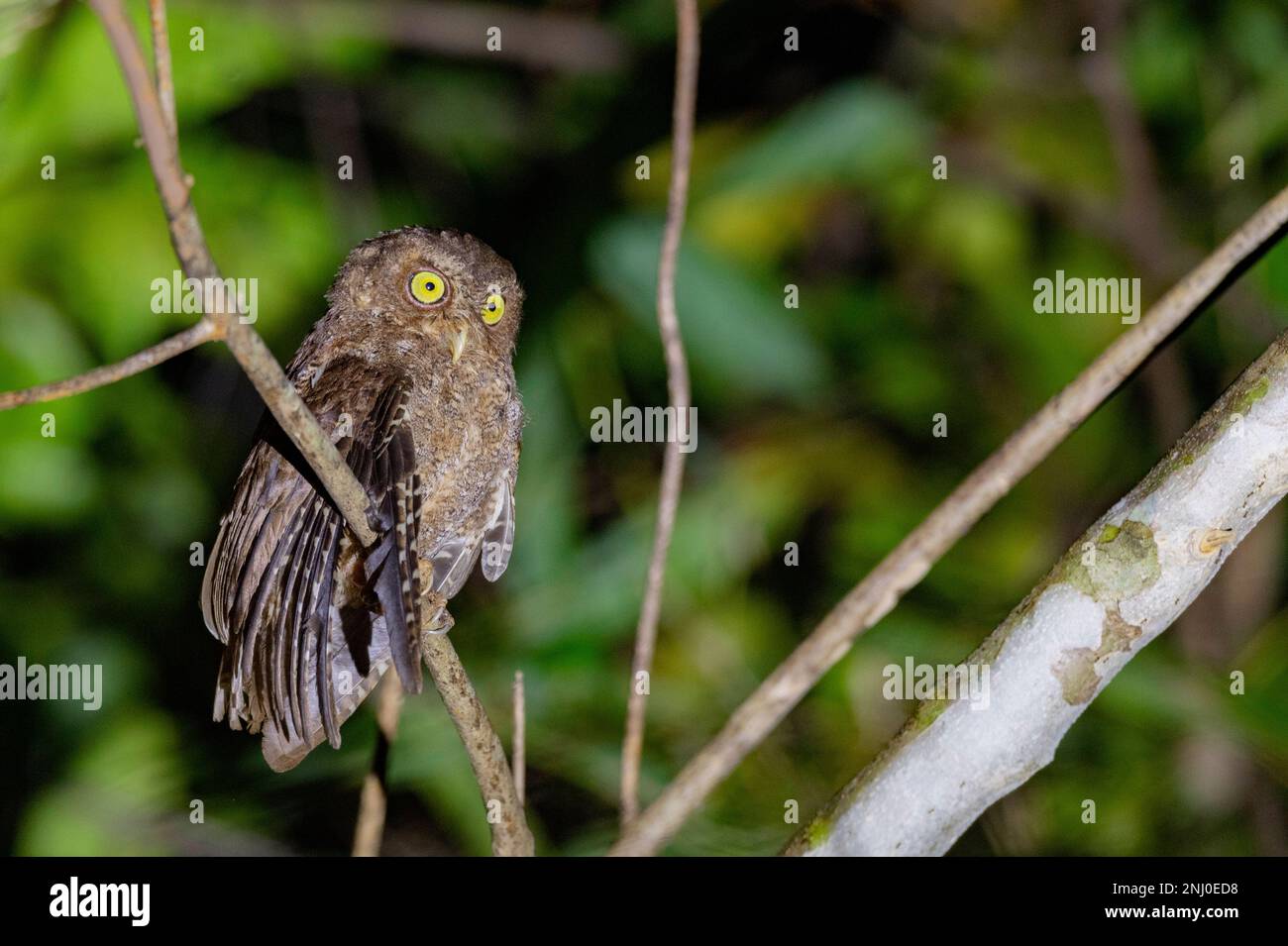 Andaman Islands, Inde, Andaman Scops Owl, Otus balli Banque D'Images