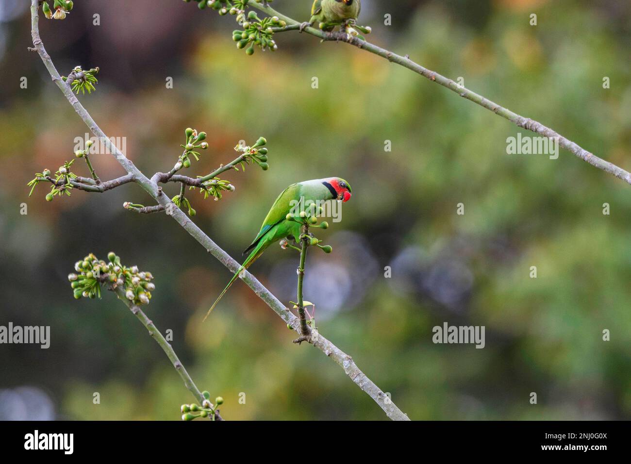 Îles Andaman, Inde, Parakeet à queue longue, Psittacula longicauda Banque D'Images