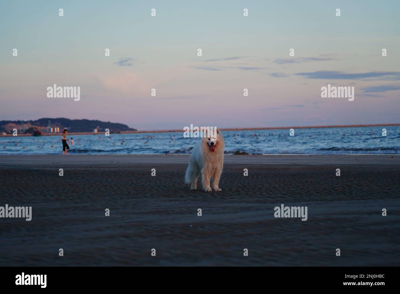 Le chien blanc Samoyed se trouve sur la plage, avec des personnes qui nagent dans l'océan en arrière-plan Banque D'Images
