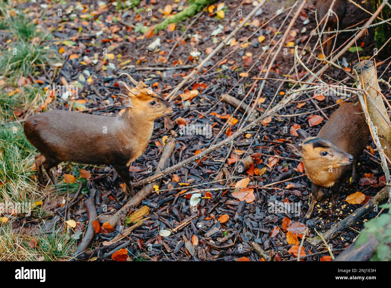 Trou De Boue Banque d'image et photos - Alamy